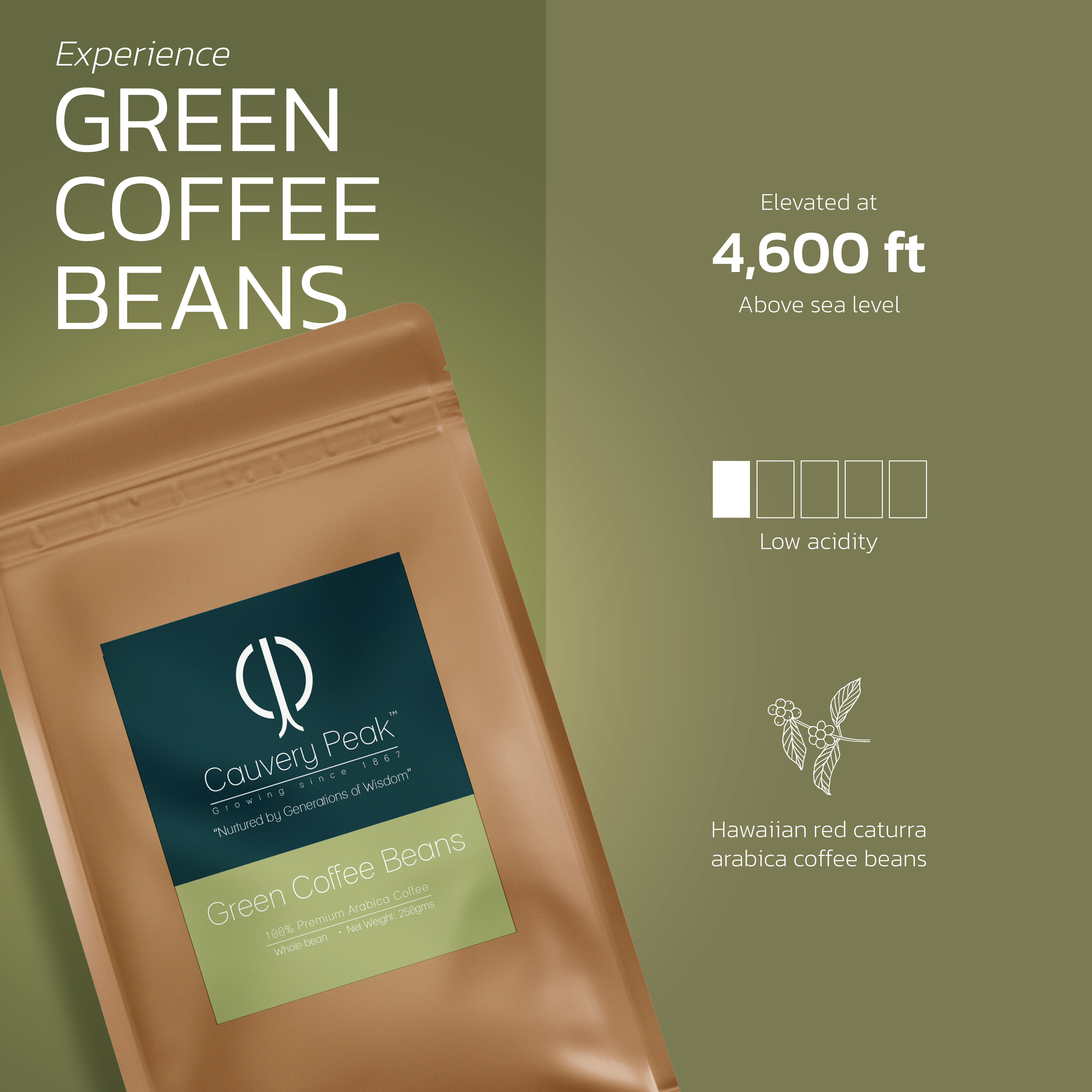 CAUVERY PEAK GREEN BEANS