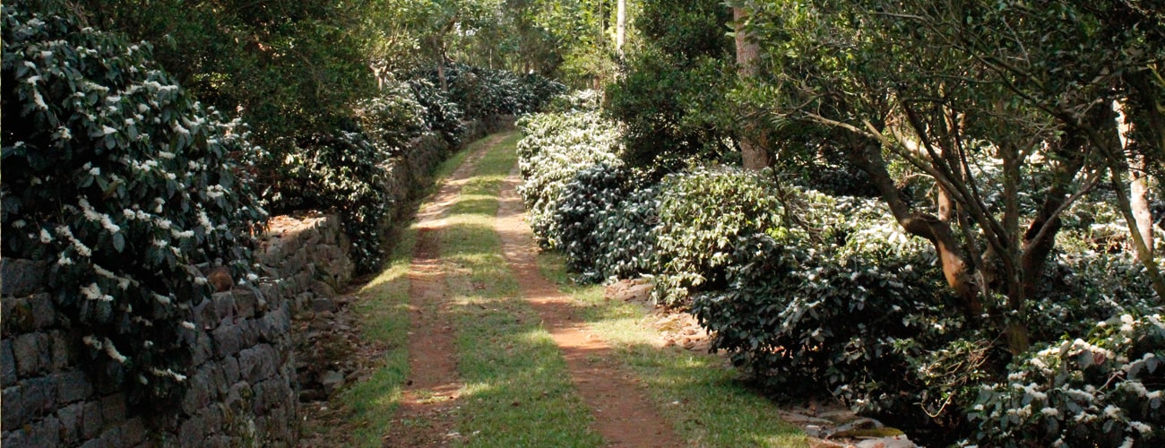 CAUVERY PEAK ESTATE HERITAGE