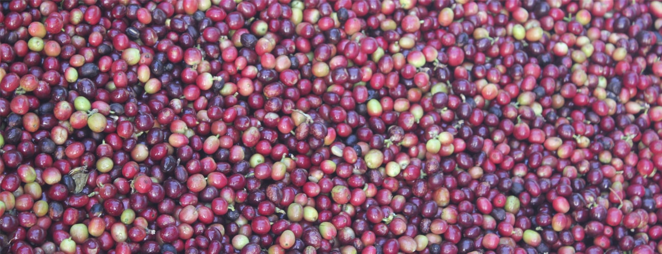 GLENFELL ESTATE CLASSIC COFFEE