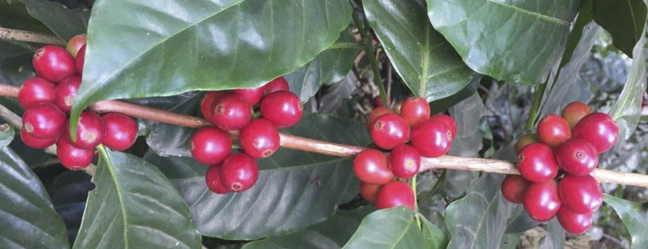 ESPRESSO BLEND