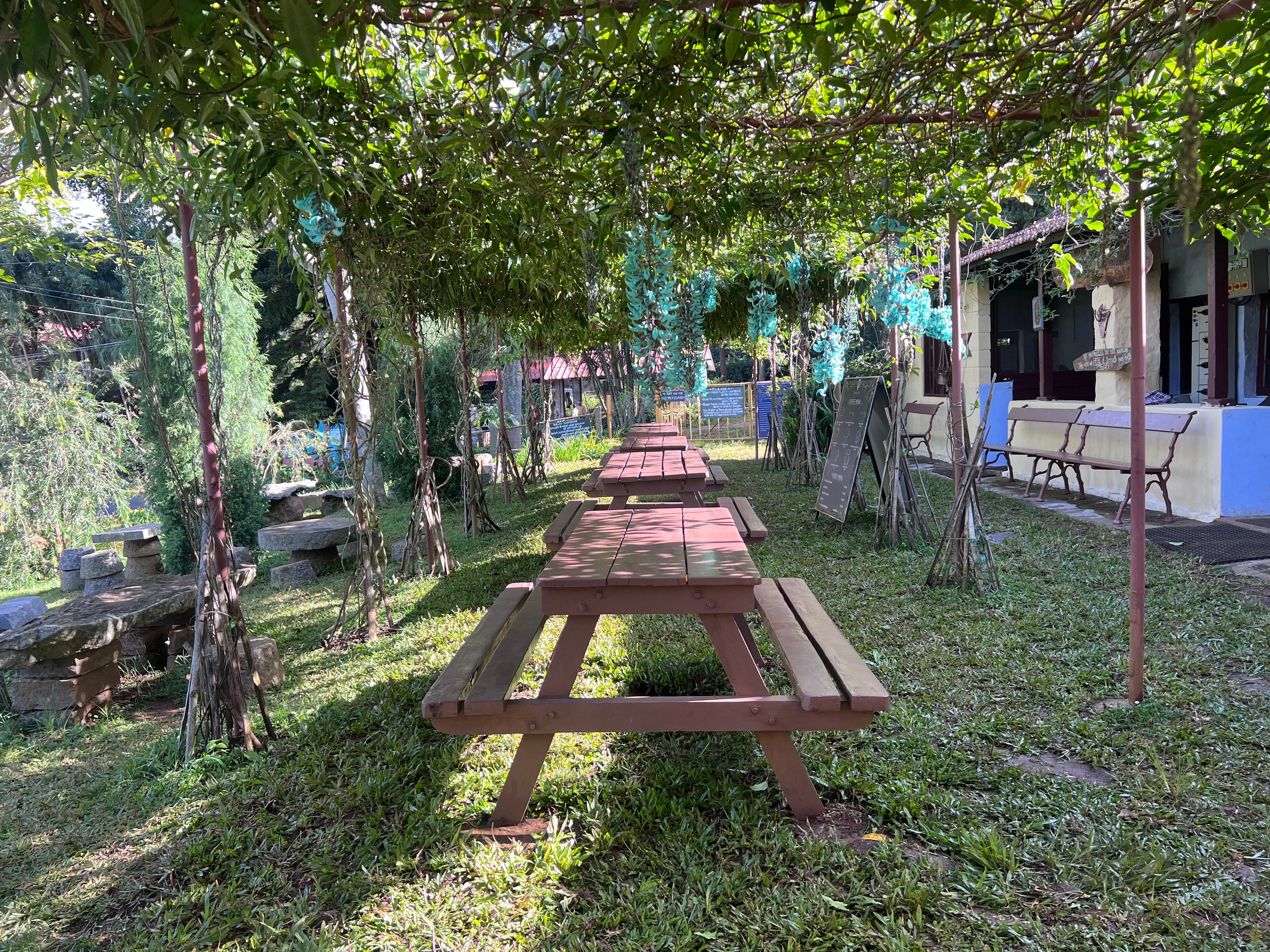 Coffee Plantation