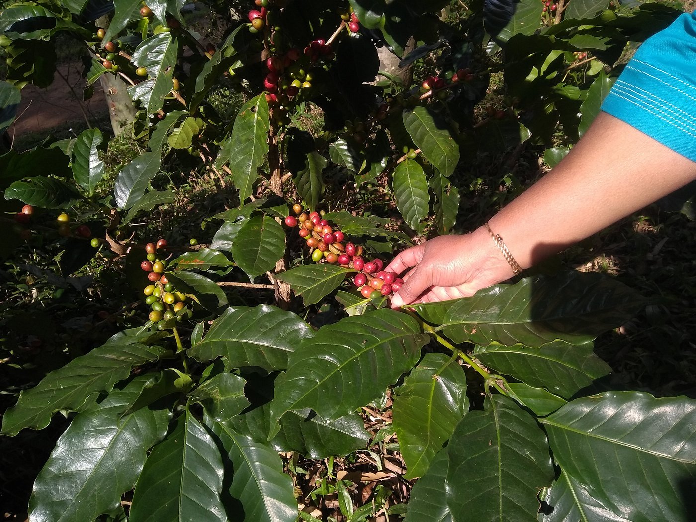 Coffee Plantation